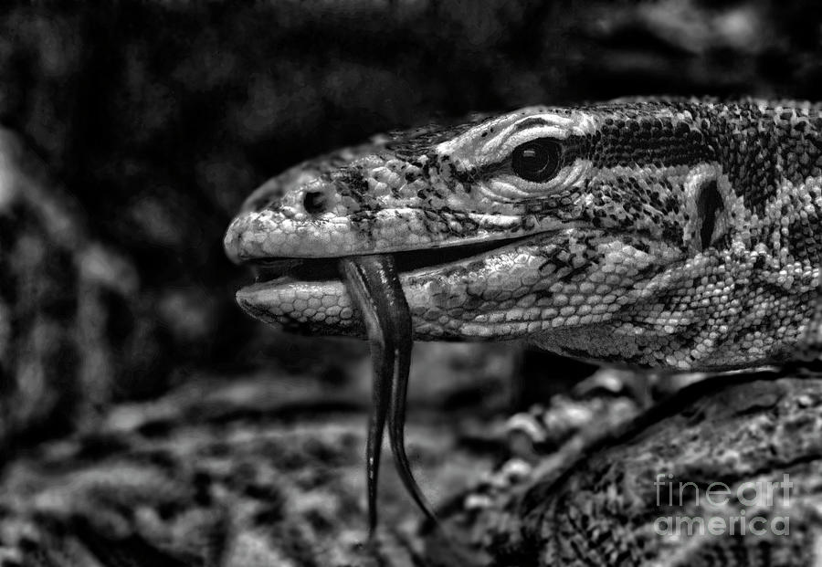 Monitor Lizard  Photograph by Ruth Jolly