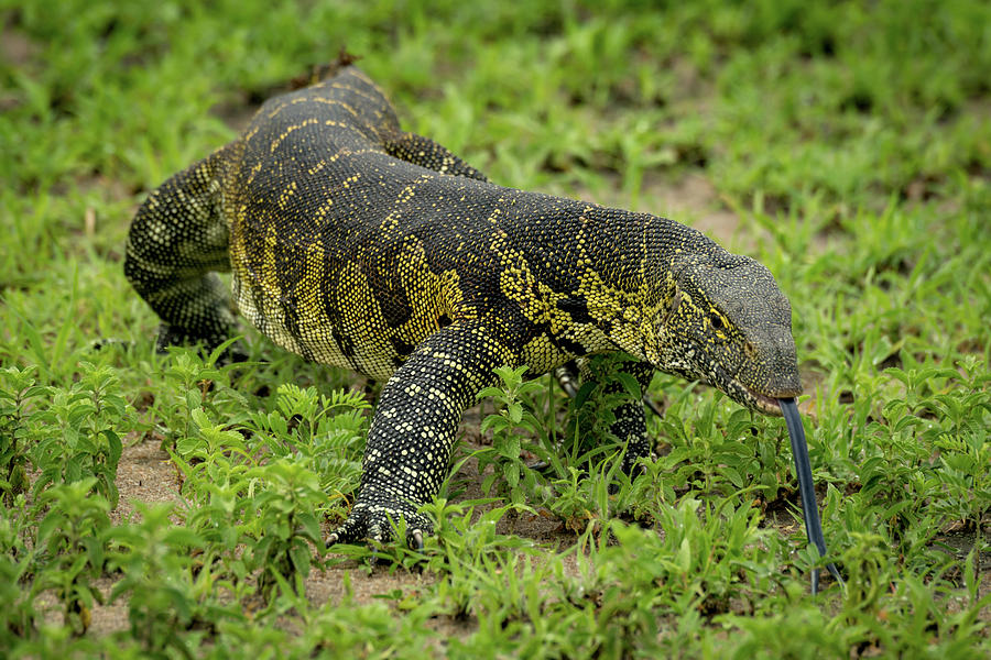 Monitor lizard with tongue out crawls forward Photograph by Ndp - Fine ...