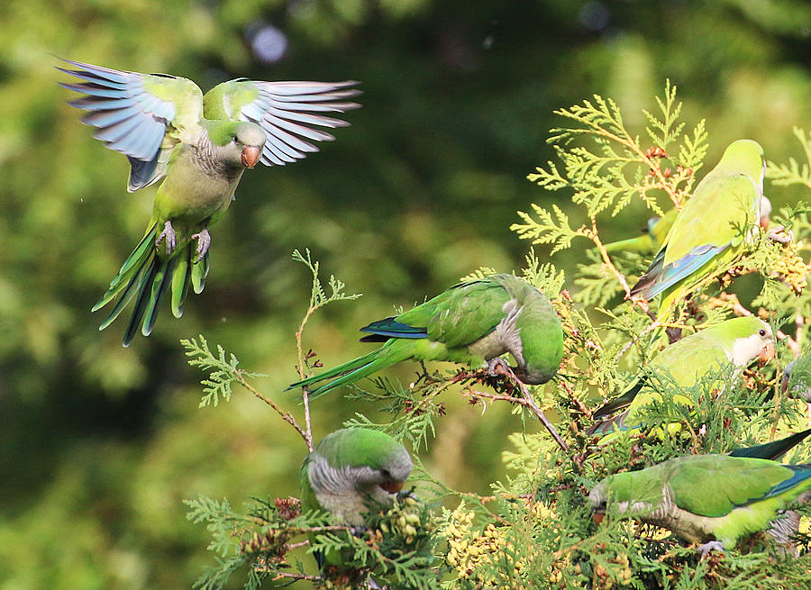 Monk Parakeets Feeding On Evergreens 1 Photograph by William Selander