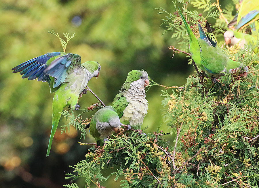 Monk Parakeets Feeding On Evergreens 2 Photograph by William Selander