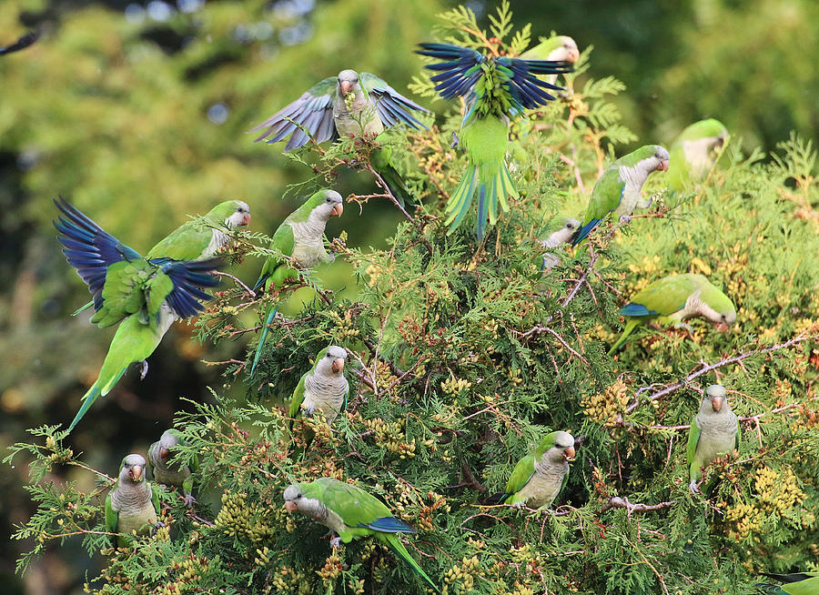 Monk Parakeets Feeding On Evergreens 3 Photograph by William Selander
