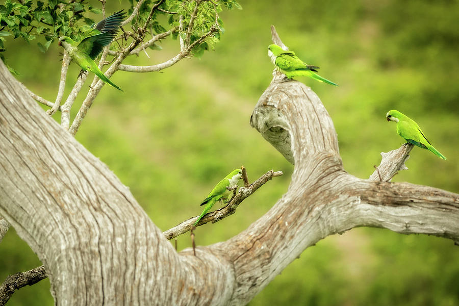 Monk Parakeets in the Pantanal, Brazil Photograph by Steven Upton