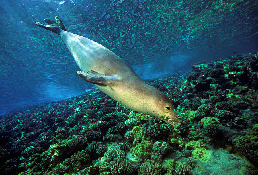 Monk Seal Dive Photograph by Dave Fleetham - Printscapes