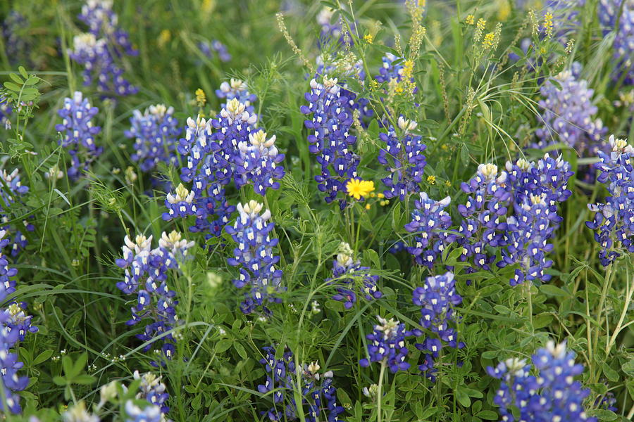 Bluebonnets of Texas Photograph by Butter Milk - Fine Art America