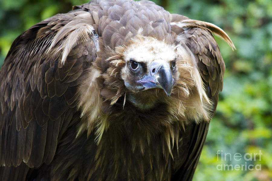 Vulture Photograph - Monk Vulture 3 by Heiko Koehrer-Wagner