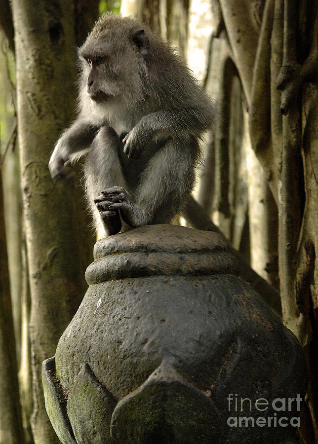 Monkey Bali Indonesia Photograph by Bob Christopher