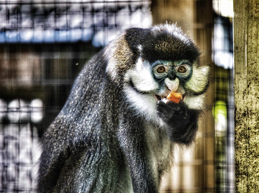 Monkey Break Photograph by Joseph Caban