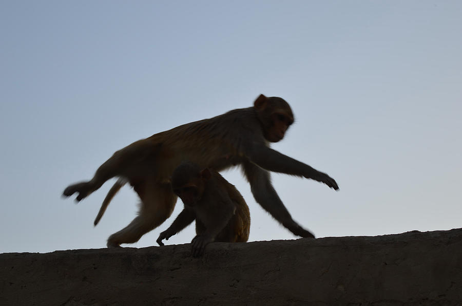 Nature Photograph - Monkey Buisness by Kamala Sharma