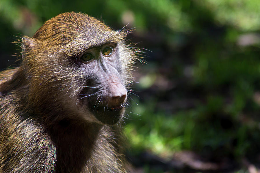 Monkey business Photograph by David Stasiak