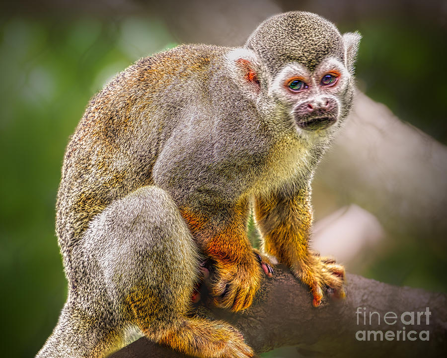 Ape Photograph - Monkey Business by Judy Kay