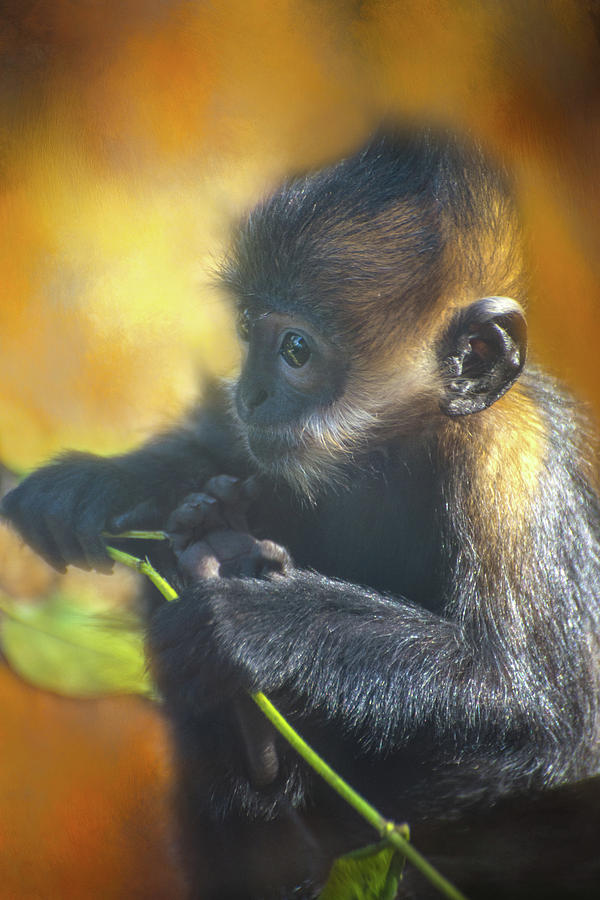 Monkey Business Photograph by Lynn Bauer