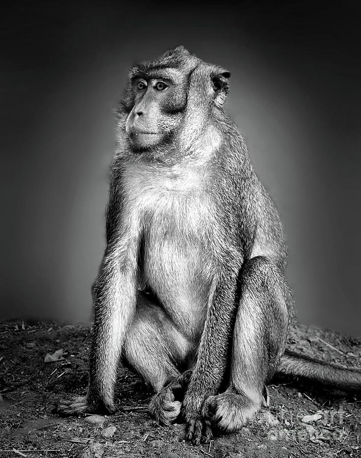 Monkey Photograph - Monkey by Charuhas Images