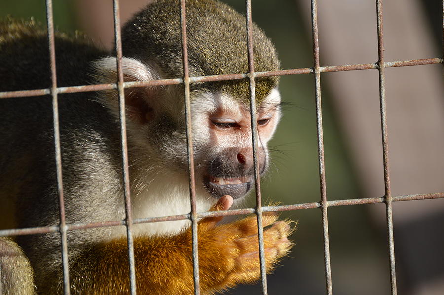 Animal Photograph - Monkey Close Up by Doug Grey