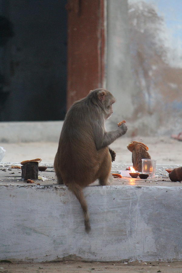 Monkey Eating Fruit, Barsana Photograph by Jennifer Mazzucco
