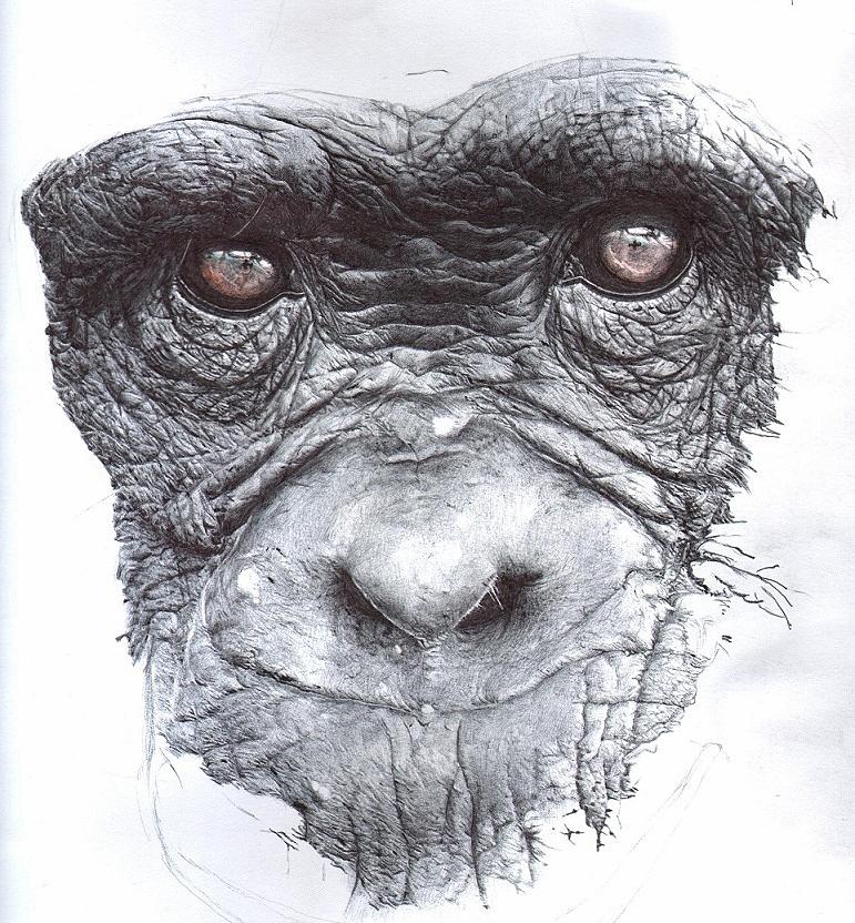 Hand Drawn Sketch Illustration Of Gorilla Male Monkey Face Stock  Illustration - Download Image Now - iStock