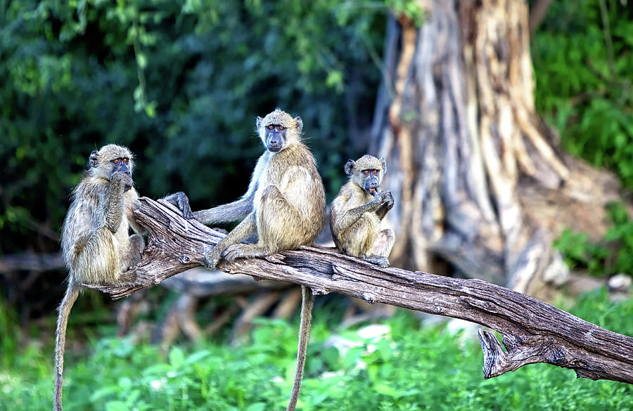 Monkey Family Photograph by Alberto Audisio