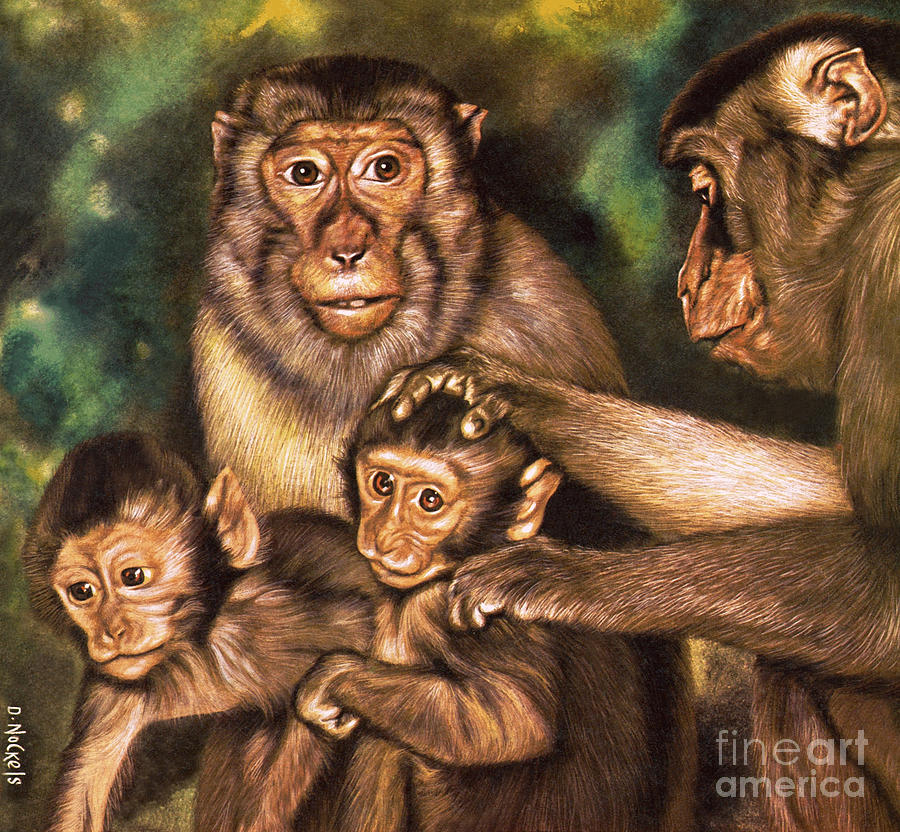 Monkey family Painting by David Nockels