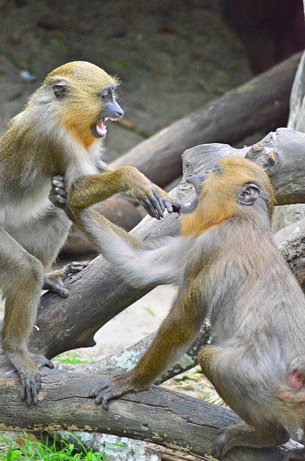 Monkey Fight Photograph By Susan Jacob Fine Art America   Monkey Fight Susan Jacob 