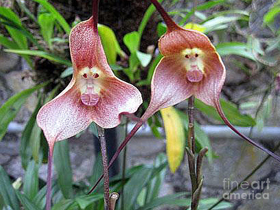 Monkey Flowers - Floral Oddities Photograph by Merton Allen - Fine Art  America