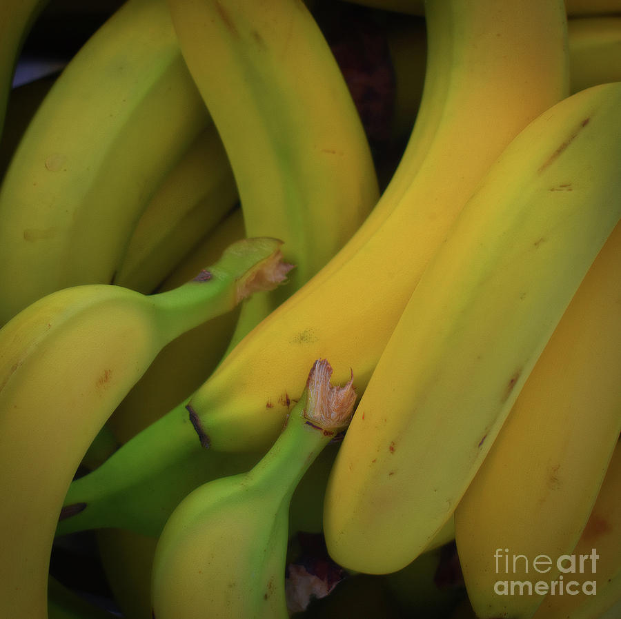 Abstract Photograph - Monkey Food by Skip Willits