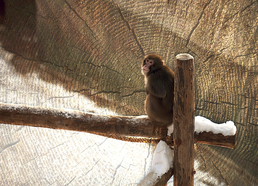 Monkey  #1 Photograph by Gouzel -