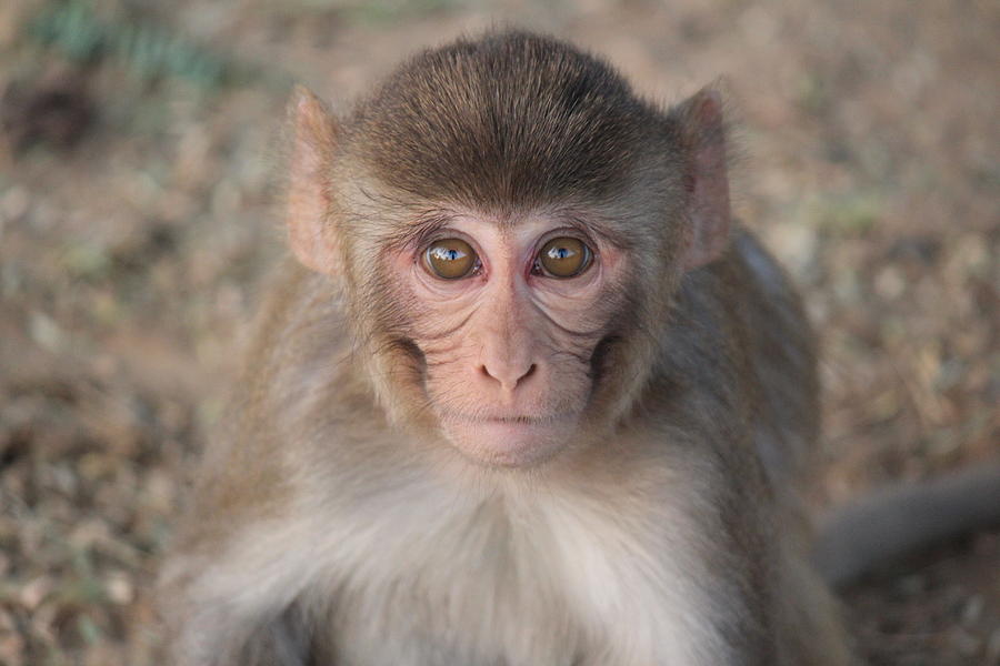 Monkey, Govardhan Hill Photograph by Jennifer Mazzucco