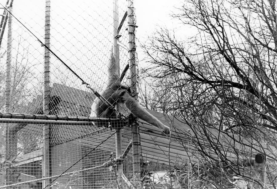 Monkey Grab  Photograph by Joseph Caban