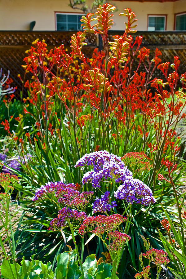 Yellow Orange Kangaroo Paws And Sea Lavender By Napier At Pilgrim Place In Claremont California Photograph By Ruth Hager,How To Sharpen A Knife With A Stone
