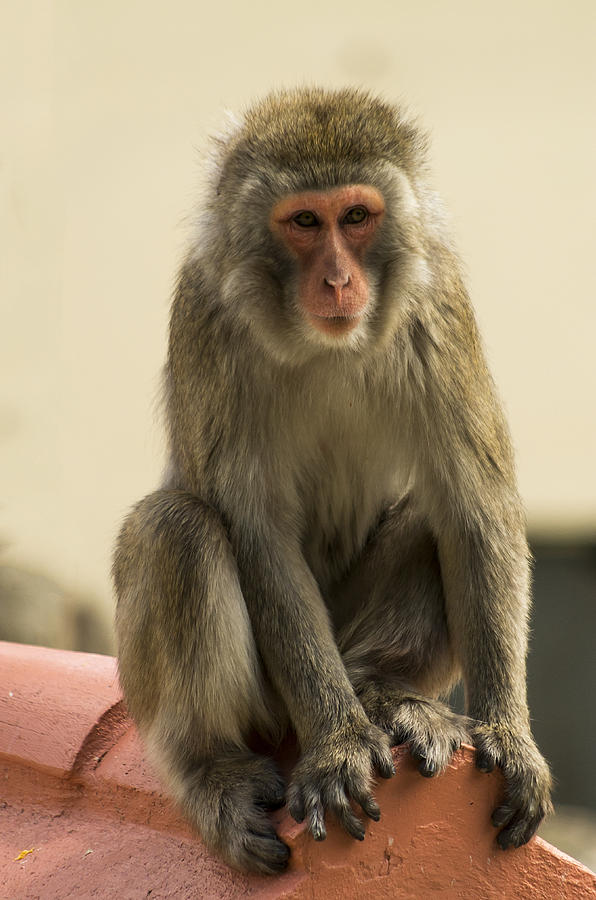 Monkey III Photograph by Paulo Goncalves