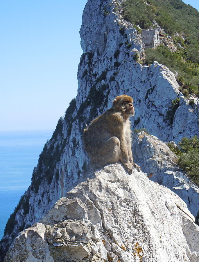Monkey in Gibraltar Photograph by Heather Coen