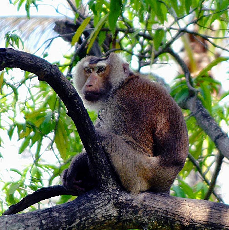 Wildlife Photograph - Monkey In Tree by John Hughes