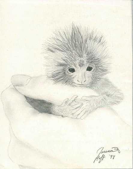 Monkey Drawing by Jesska Hoff