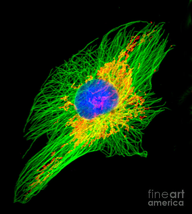 Confocal Microscopy Photograph - Monkey Kidney Epithelial Cell by Jennifer Waters