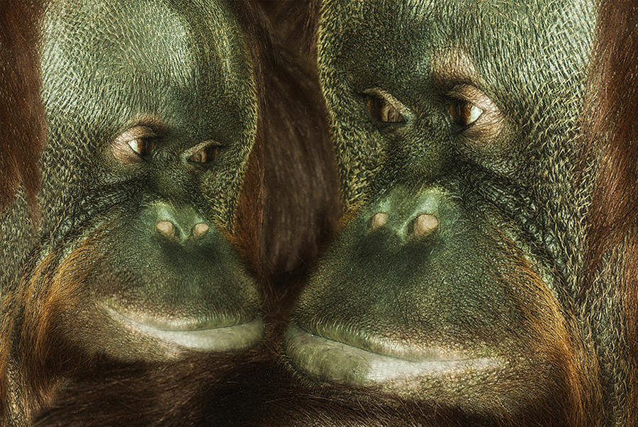 Orangutan Photograph - Monkey Love by Jack Zulli