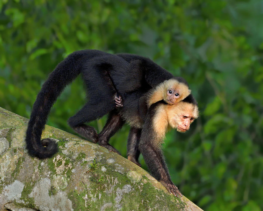 Monkey On My Back Photograph by Tony Beck