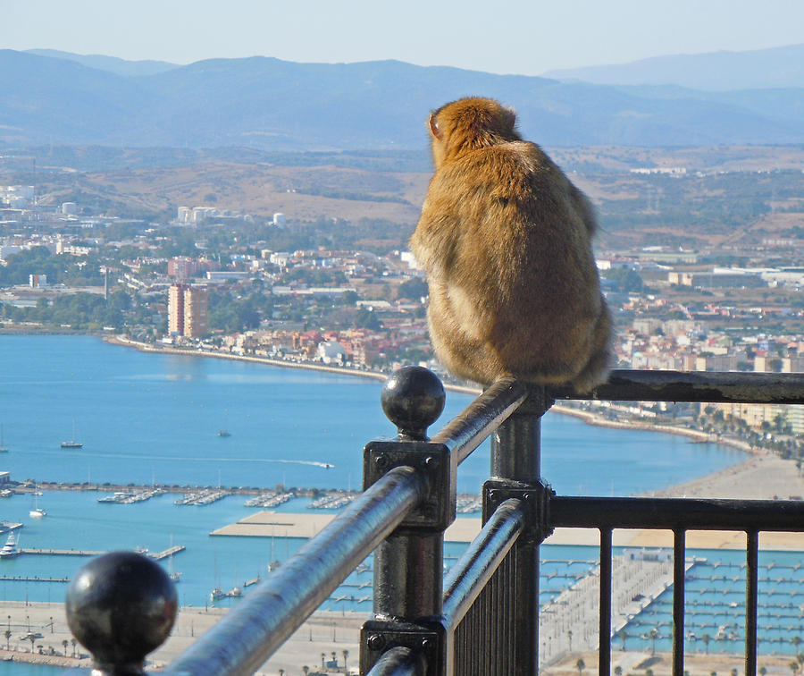 Monkey Overlooking Spain Photograph by Heather Coen
