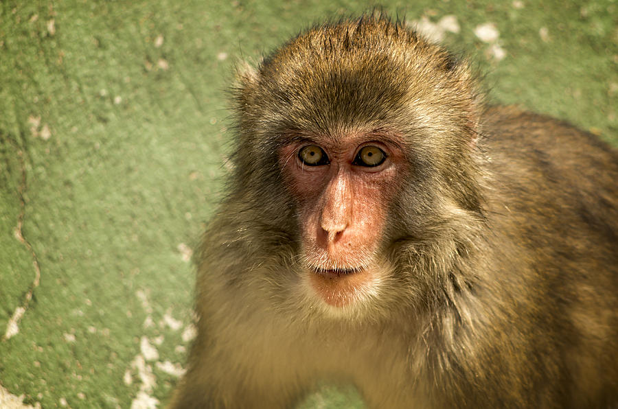 Monkey Photograph by Paulo Goncalves
