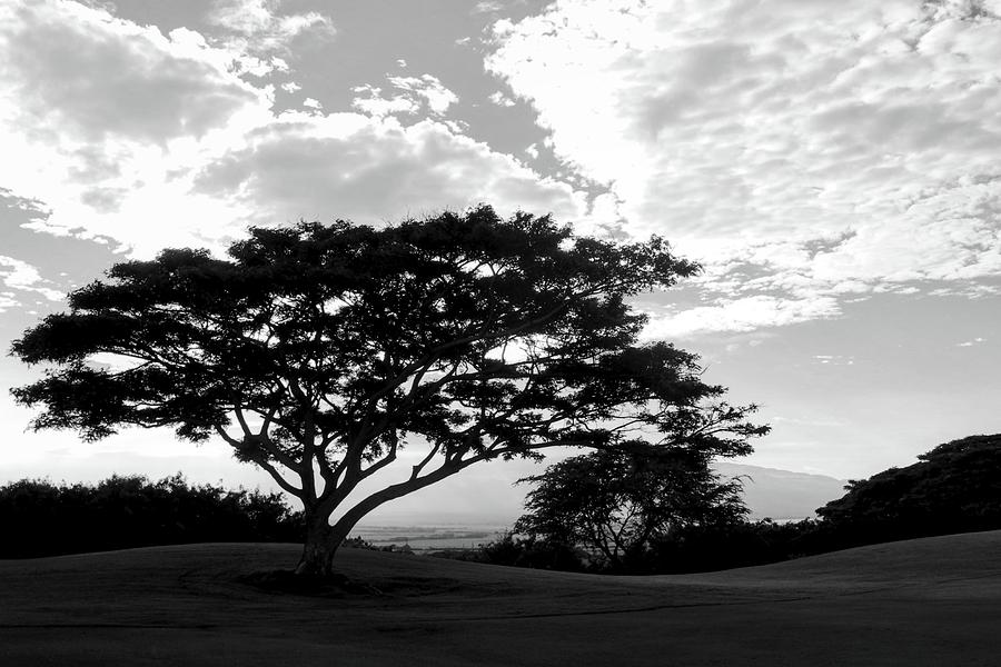 Monkey Pod Tree in Black and White Photograph by Kirsten Giving