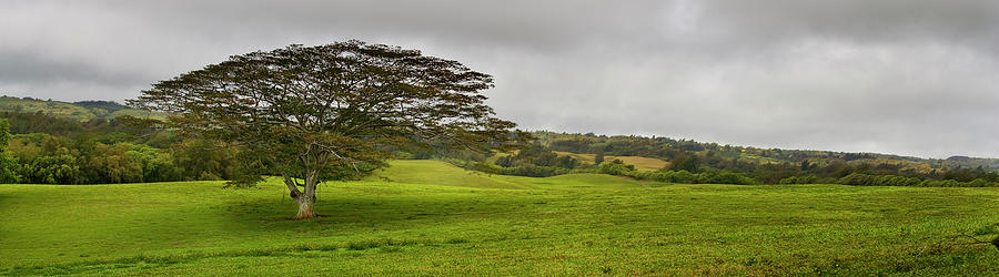 Monkey Pod Tree Kauai Hawaii Photograph By Bruce Beck Fine Art America   Monkey Pod Tree Kauai Hawaii Bruce Beck 