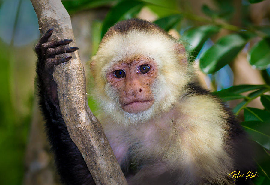 Monkey Portrait Photograph by Rikk Flohr