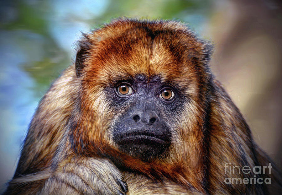 Monkey Portrait  Photograph by Savannah Gibbs