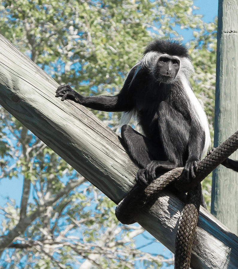 Colubus Monkey Photograph by Richard Goldman