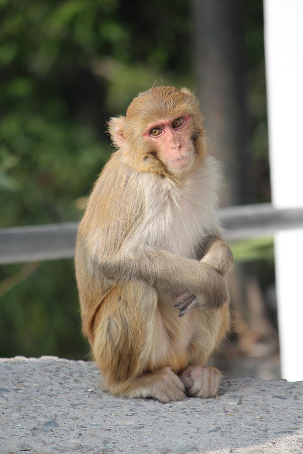 Monkey, Rishikesh Photograph by Jennifer Mazzucco