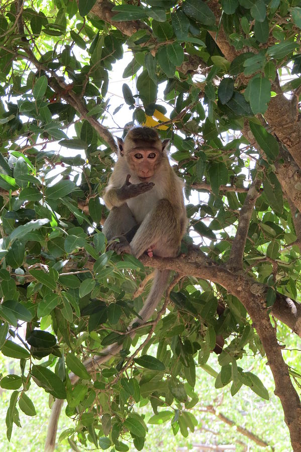 Monkey Photograph - Monkey See, Monkey do not tell by Kathleen Cicchetti Monkey Photograph - Monkey See, Monkey do not tell by Kathleen Cicchetti