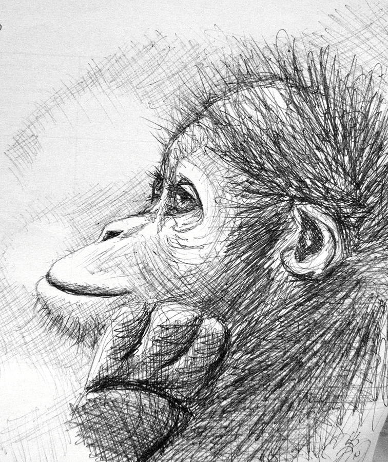 Monkey Sketch Drawing by Scarlett Royale