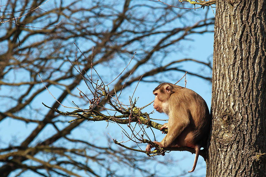 Monkey Sleeping In A Tree Photograph
