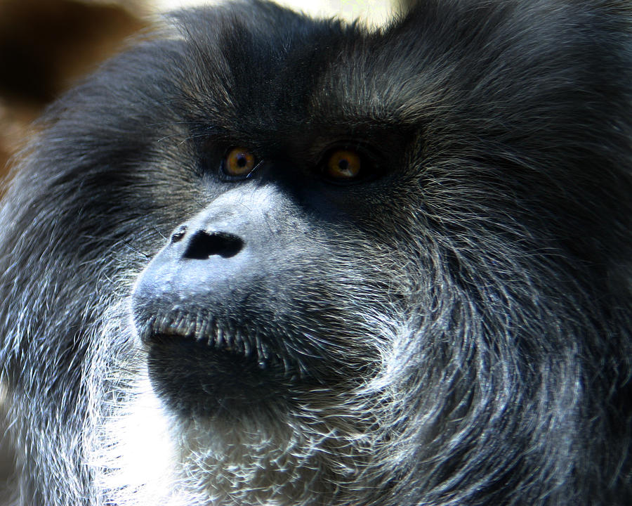 Monkey Stare Photograph by Anthony Jones