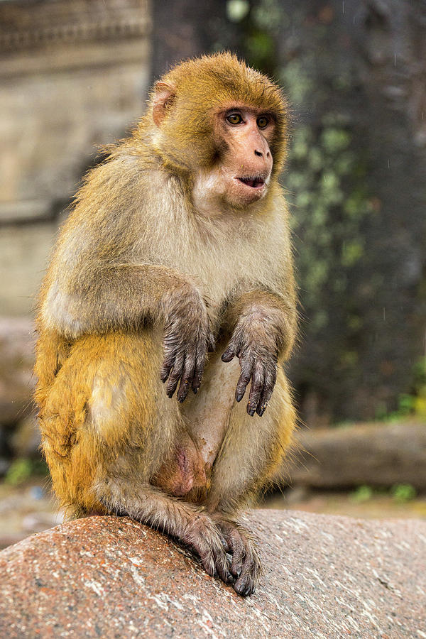 Monkey Temple Monkey Photograph by Lindley Johnson