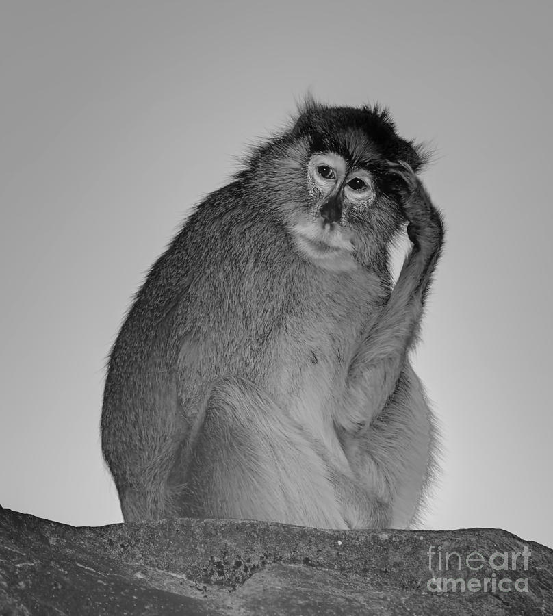 Monkey Thinking Photograph