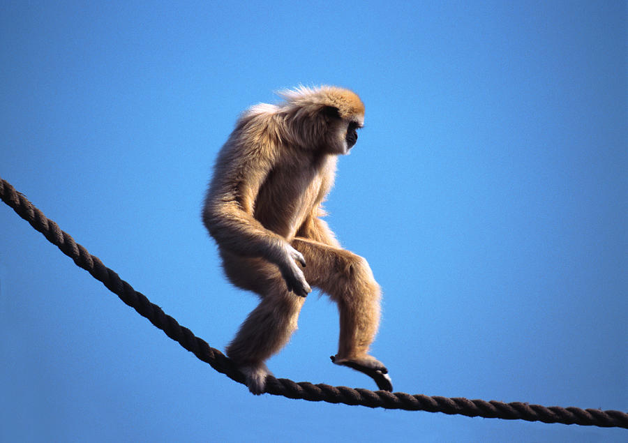 Monkey Walking On Rope Photograph by John Foxx